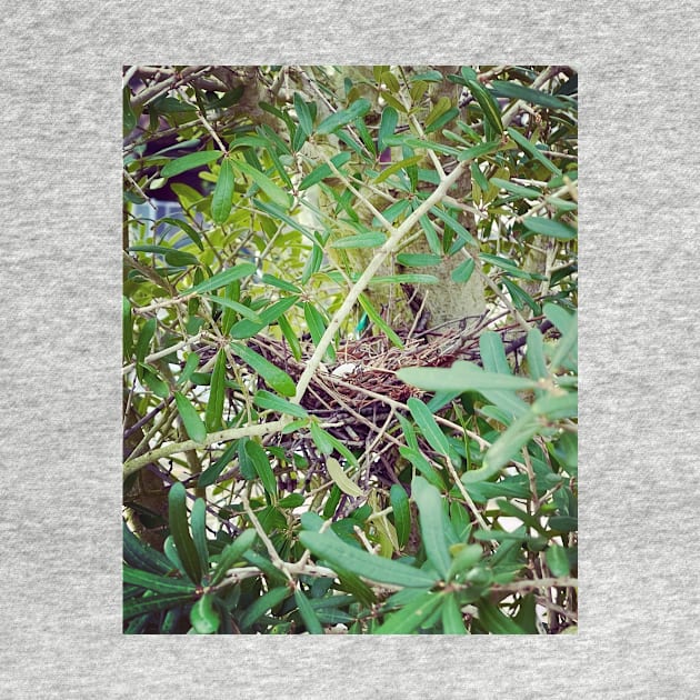 Little Nest with Dove Eggs by ephotocard